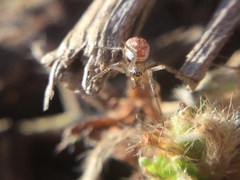 Leucauge venusta