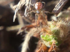 Leucauge venusta