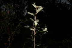 Pomaderris elliptica
