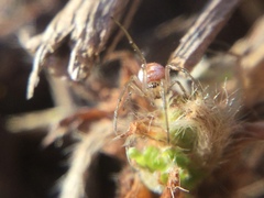 Leucauge venusta