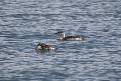 Gavia stellata