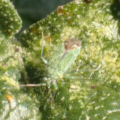 Closterotomus norwegicus