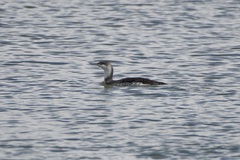 Gavia stellata