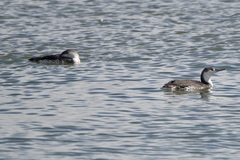 Gavia stellata