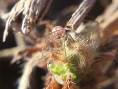 Leucauge venusta