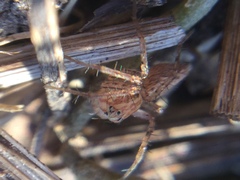 Oxyopes aglossus