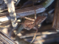 Oxyopes aglossus