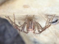 Oxyopes aglossus