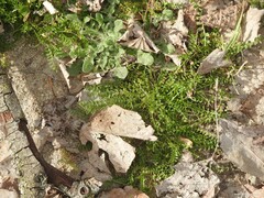 Biserrula pelecinus