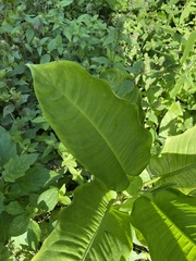 Heliconia latispatha