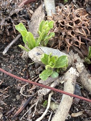 Asclepias fascicularis
