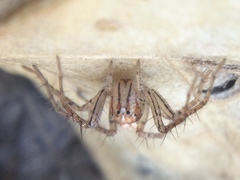 Oxyopes aglossus