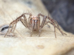 Oxyopes aglossus