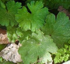 Geranium molle