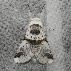 Furcula scolopendrina