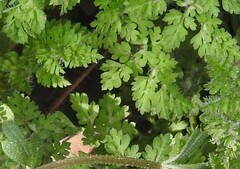 Anthriscus caucalis