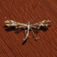 Geina tenuidactylus