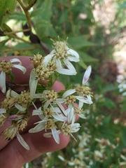 Doellingeria sericocarpoides