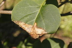 Gracillaria syringella