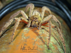 Cupiennius coccineus