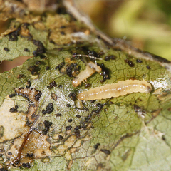 Gracillaria syringella