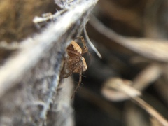 Oxyopes aglossus