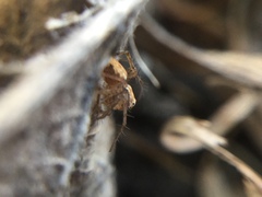Oxyopes aglossus
