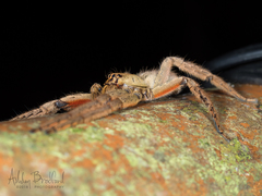 Cupiennius coccineus