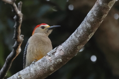 Melanerpes aurifrons