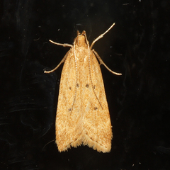 Helcystogramma badia