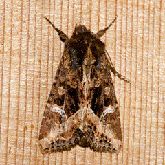 Helotropha reniformis