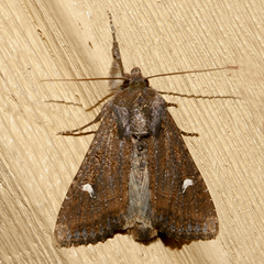 Helotropha reniformis