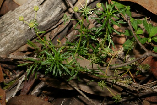 Image of Heath-Leaved Poranthera (Poranthera ericifolia) by (c) Greg Tasney, some rights reserved (CC BY-SA)