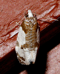 Henricus fuscodorsana