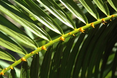 Calamus