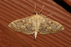 Herpetogramma thestealis