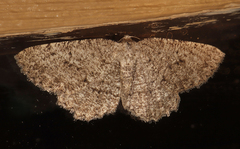 Hesperumia latipennis