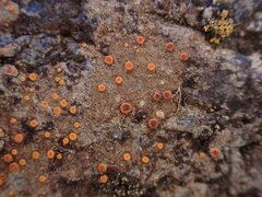 Polycauliona luteominia luteominia