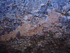 Polycauliona luteominia luteominia
