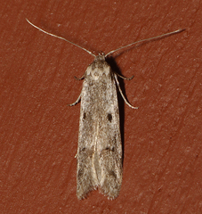 Holcocera chalcofrontella