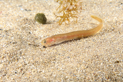 Red snake blenny