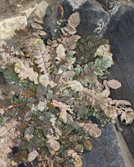 Chylismia