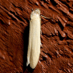 Holcocera immaculella