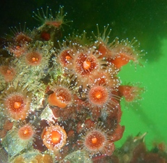 Corynactis californica