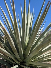 Agave palmeri