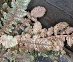 Chylismia