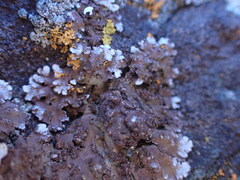 Physconia enteroxantha