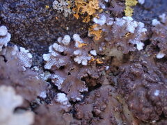 Physconia enteroxantha