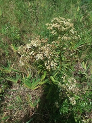 Doellingeria sericocarpoides