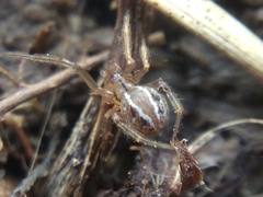 Theridion pennsylvanicum